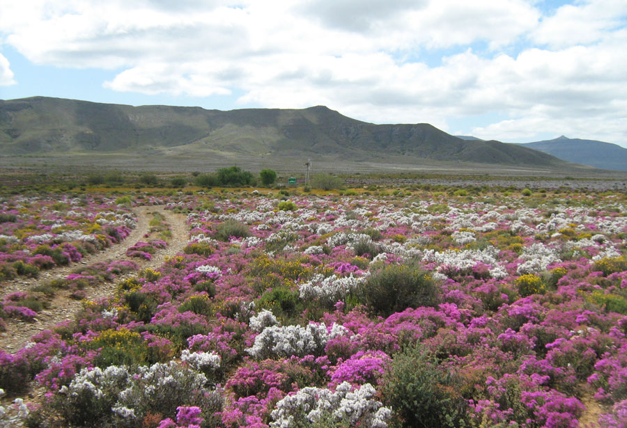 Spring flowers in the Hantam region
